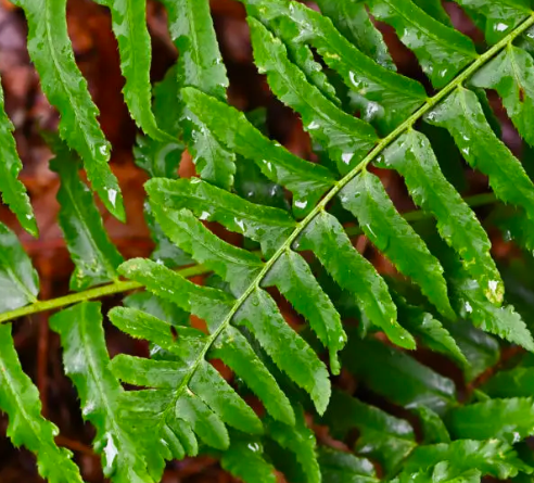 Christmas Fern