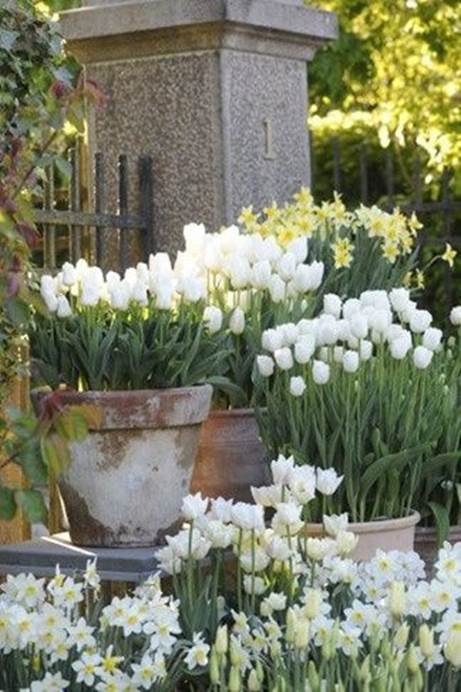 monochromatic_tulips
