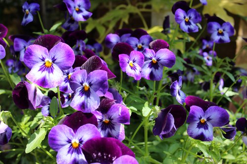 Pansies.jpg