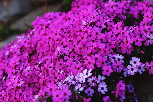 phlox