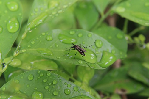 mosquito