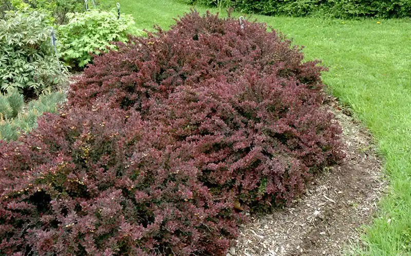 Why Fall Is the Best Time to Plant in Northern Virginia