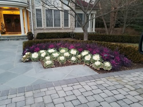 Ornamental Kale.jpg