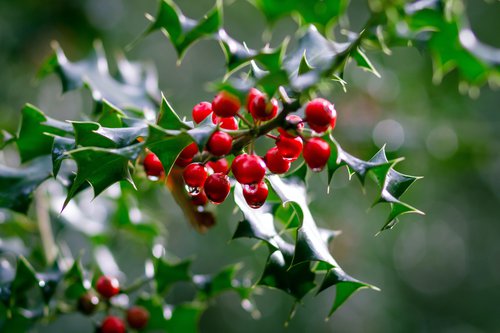 holly