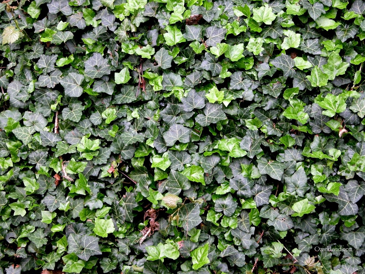 5 Plants that Look Great All Year in Northern Virginia