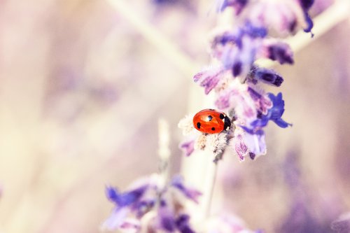 ladybug