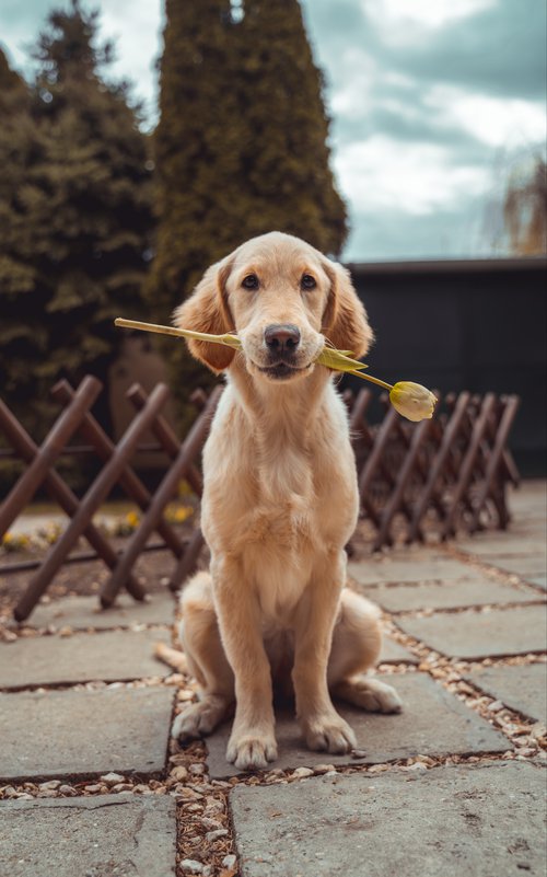 Dog digging