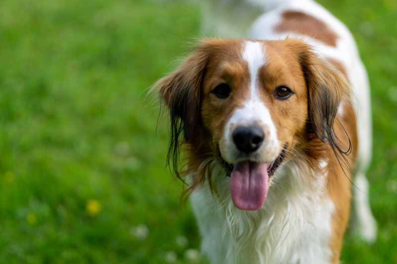 Dog in yard