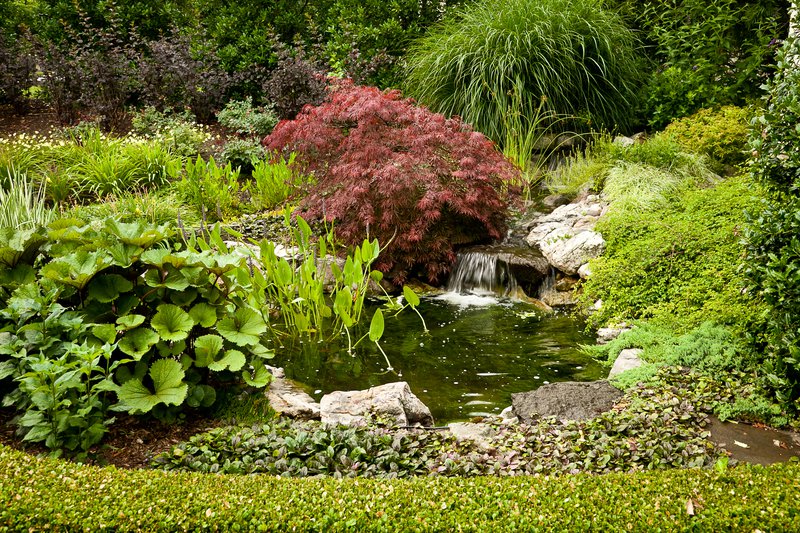 Cicconi - Waterfall planting Maintenance.jpg