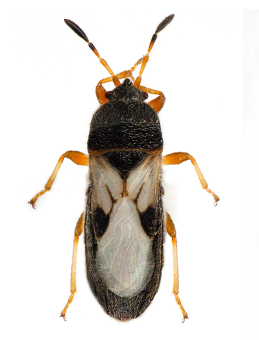 Chinch Bug