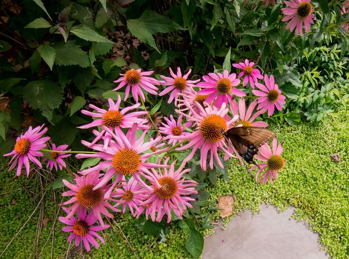Native plants