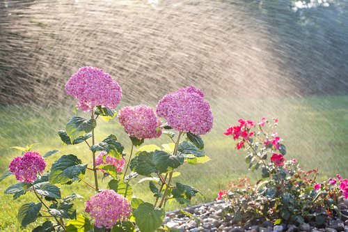 hydrangeas-4366894_1920.jpg