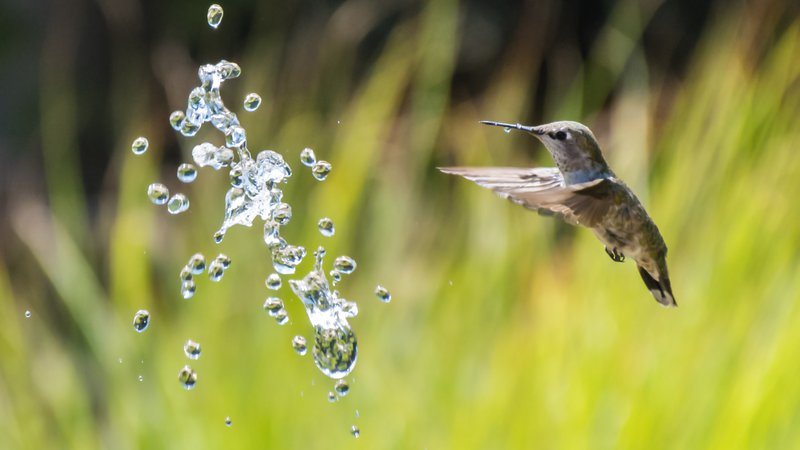 allens hummingbird