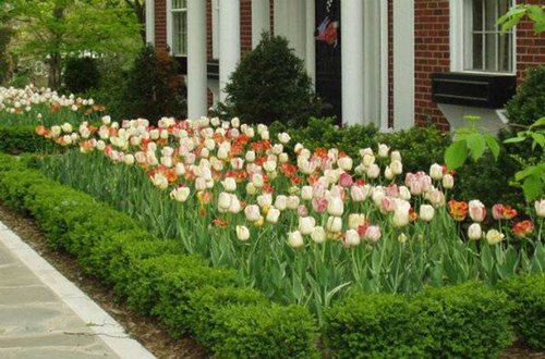 mixed_tulips.jpg