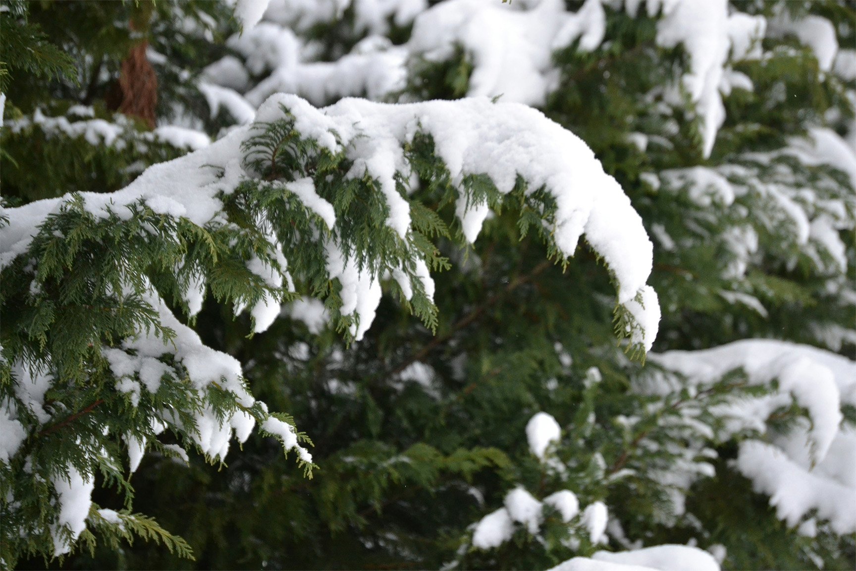5 Ways to Prepare Your Landscape for a Safe, Stunning Winter Season