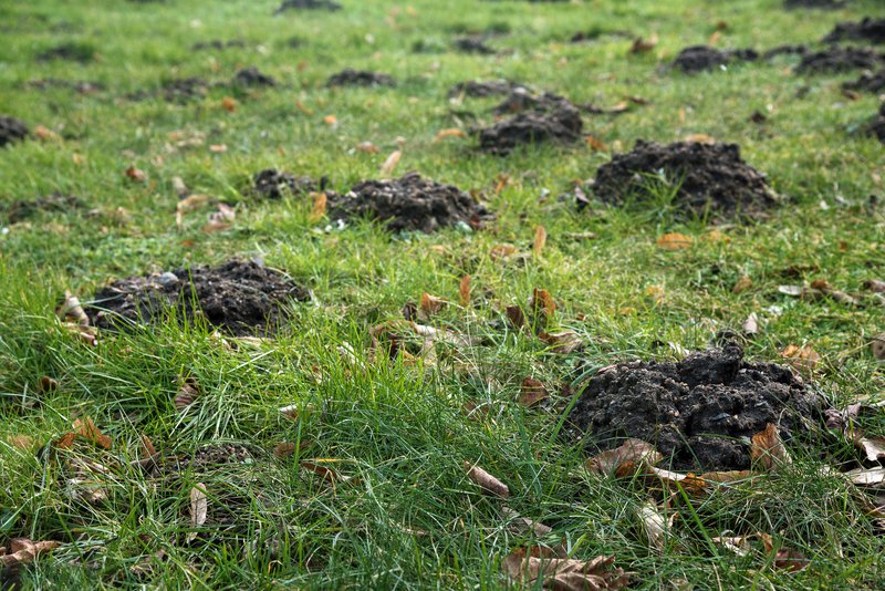 Grub damage