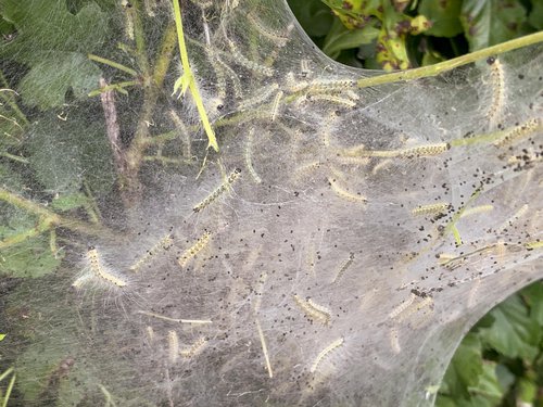 Webworm