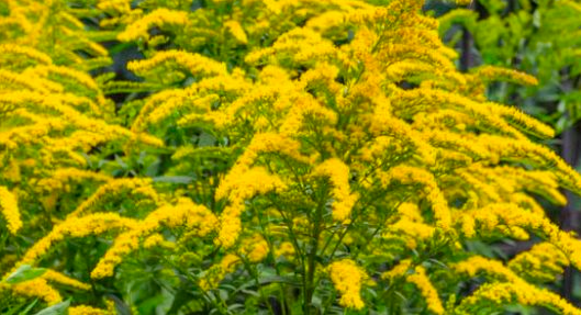 Rough Goldenrod