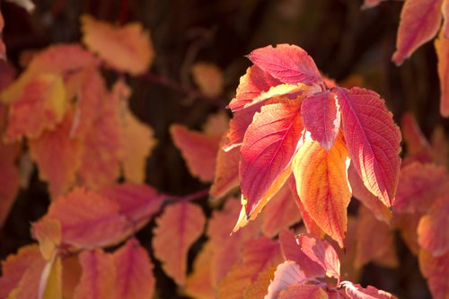 Dogwood Fall Foliage.jpg