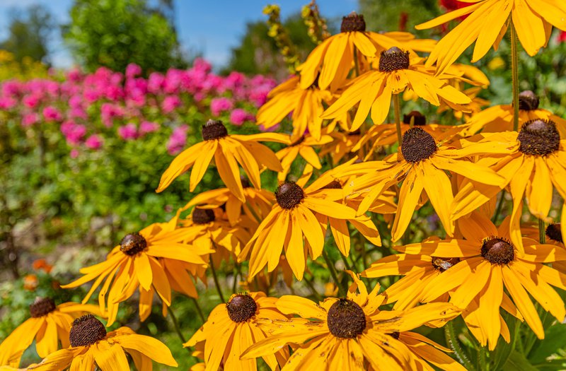Goldsturm rudbeckia