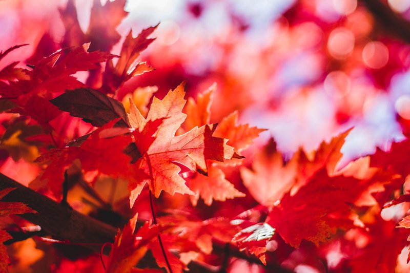 Autumn Leaves