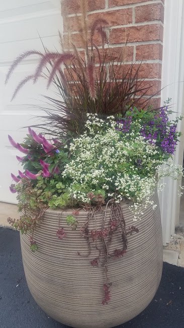 Purple Fountain Grass.jpg