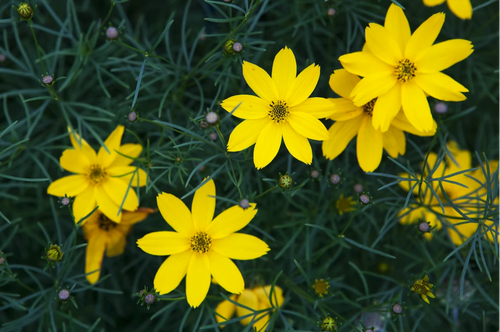 coreopsis