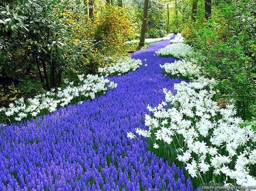 Spring bulbs
