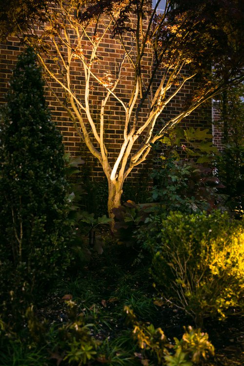 Jimenez Jap Maple lighting.jpg